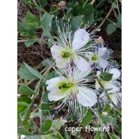 Caper Flowers