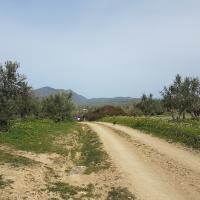 17 03 2018 Methoni Finiki C 01