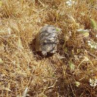05 05 2018 Methoni Catacombsofonoufriosc09
