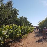 02 06 2018 Romanos Korifasi C24