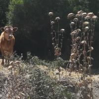 5a