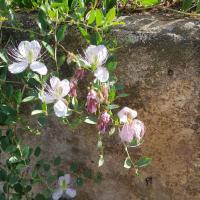 16 06 2018 Koroni 3