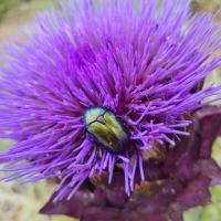 16 06 2018 Koroni 4
