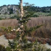 01 08 2018 Earlybird Divari Lagoon E1