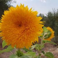08 09 2018 Koroni Charakopio 7