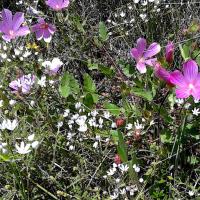 26 04 2017 Walk From Zizani 10