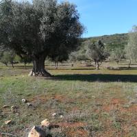 25 11 2017 Walk From Mesochoriimg 20171125 1118371041