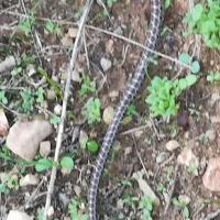 25 11 2017 Walk From Mesochoriimg 20171125 1551241014