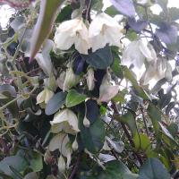 Circular Walk Yamia Chrisokellaria 12