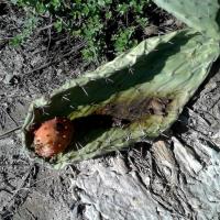 26 Okt 2016 Episkopi Kafou Vigla Chari 15