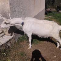 26 Okt 2016 Episkopi Kafou Vigla Chari 4