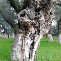 23 11 2016 Circular Walk Evangelismos Ripena 11