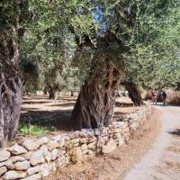 03 07 2019 Agios Andreas K05