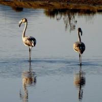 04 09 2019 Gialova Lagoon 4