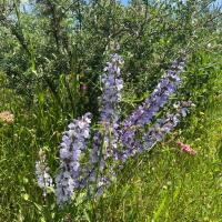 Img 20250419 Wa0043
