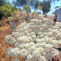 Img 20250614 Wa0032